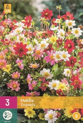 Dahlia knollen, Topmix (grootverpakking)