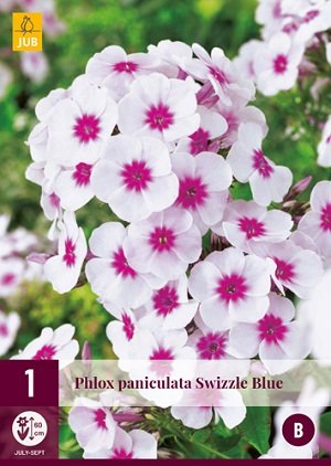 Vlambloem wortelstok, Phlox paniculata (Swizzle Blue)