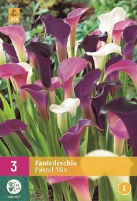 Zantedeschia bloembollen, Pastel mix Calla (Grootverpakking)