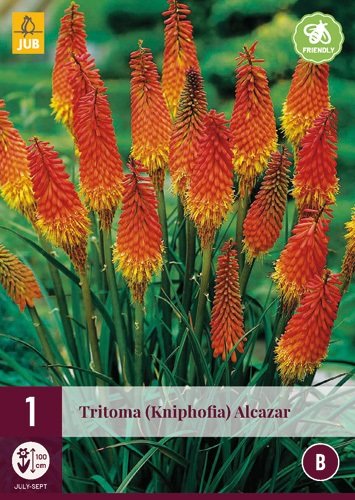 Vuurpijl knol, Tritoma 'Alcazar' (kniphofia)