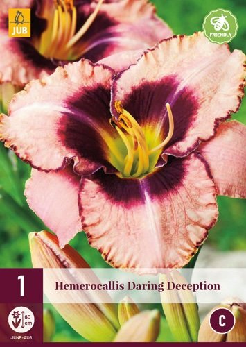 Daglelie bloembol, Hemerocallis 'Daring Deception'