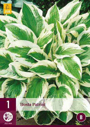 Hosta wortelstok, Hartlelie Patriot