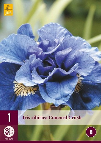 Iris wortelstok, Concord Crush (sibirica)