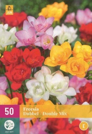 Freesia bloembollen, Dubbel mix (40 stuks)