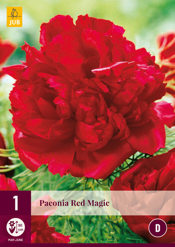 Pioenroos wortelstok, Red magic (rood)