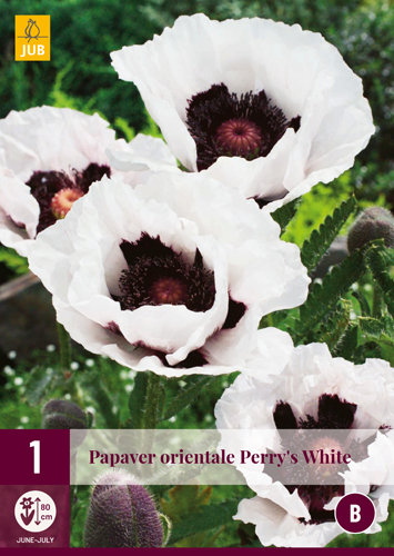 Papaver wortelstok, Klaproos Perrys white 