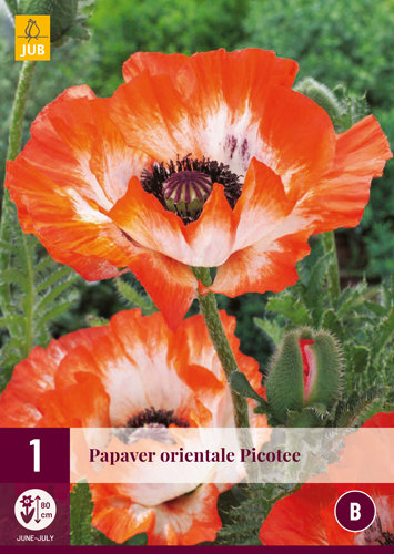 Papaver wortelstok, Picotee (rood/wit)