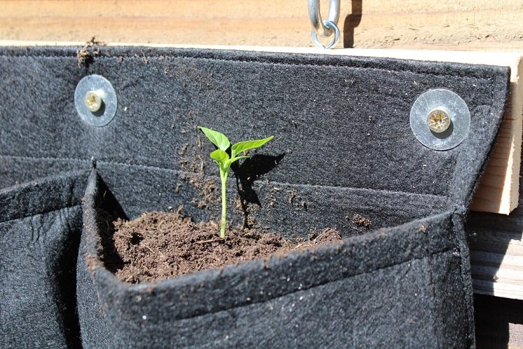 Verticale tuin, Plantenzak Vilt (6 en 9-vaks)