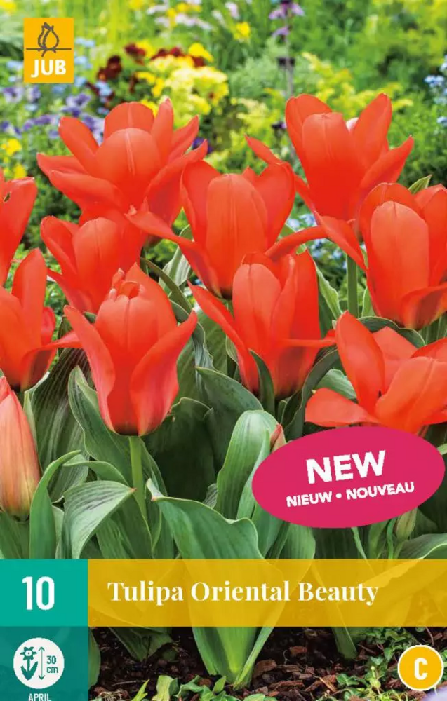 Tulp Bloembollen, Greigii Oriental Beauty