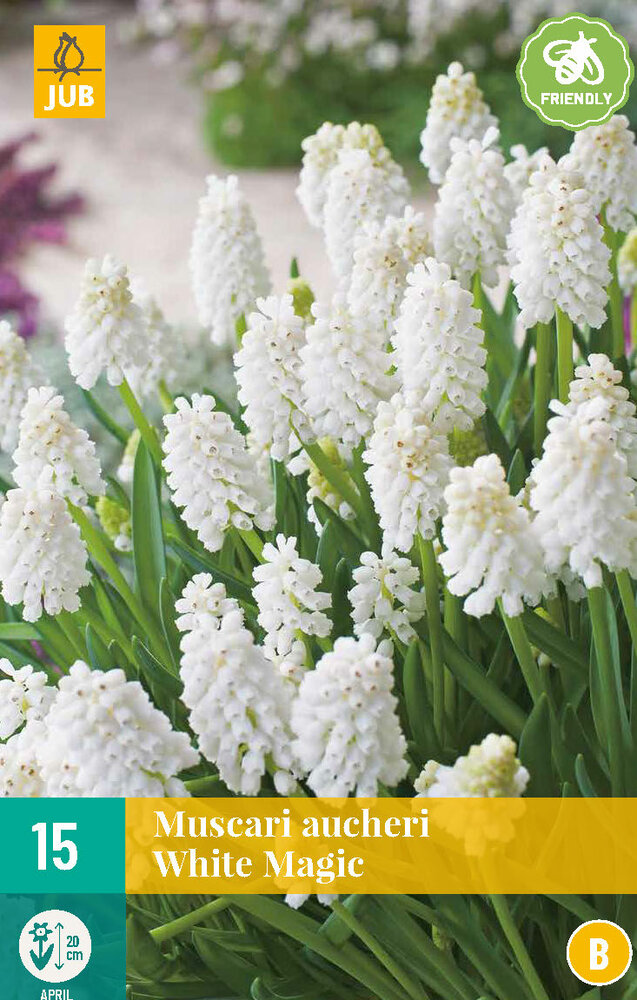 Druifjes Bloembollen, White Magic (muscari)