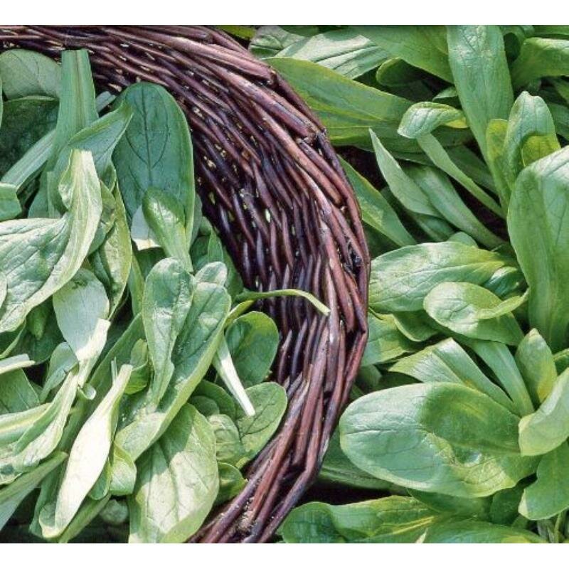 Veldsla zaden, Grote Noordhollandse (30 gram)