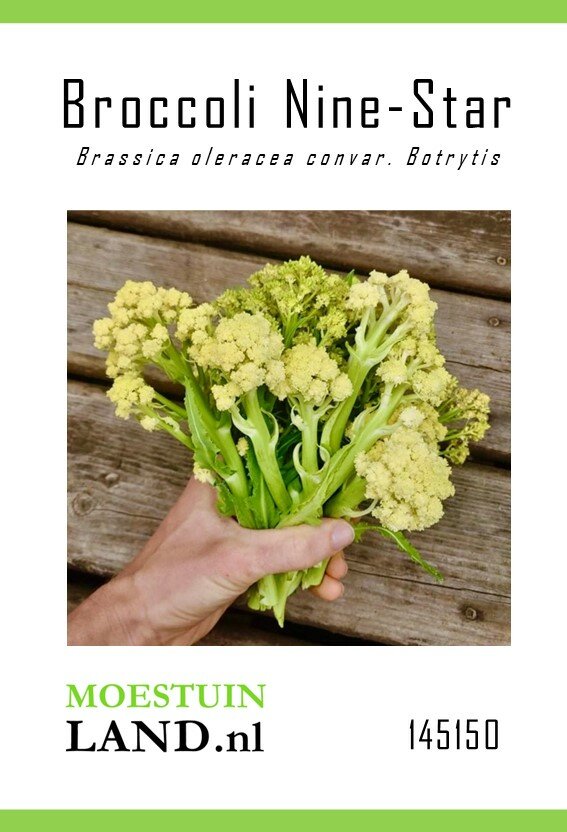Broccoli zaden, Nine-star Perennial (Meerjarig)