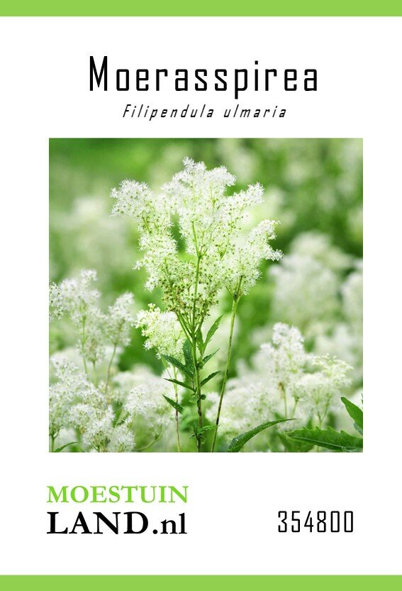 Moerasspirea zaden, Filipendula ulmaria