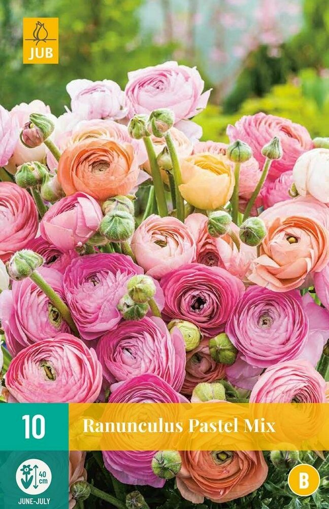 Ranonkel bloembollen, Pastel mix (Ranunculus)