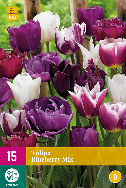 Tulp bloembollen, Blueberry mix (Tulpen)