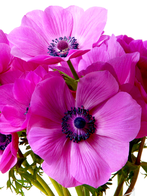 Anemoon bloembollen, Sylphide (Coronaria)