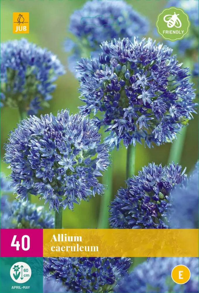 Allium bloembollen, Caeruleum (Grootverpakking)