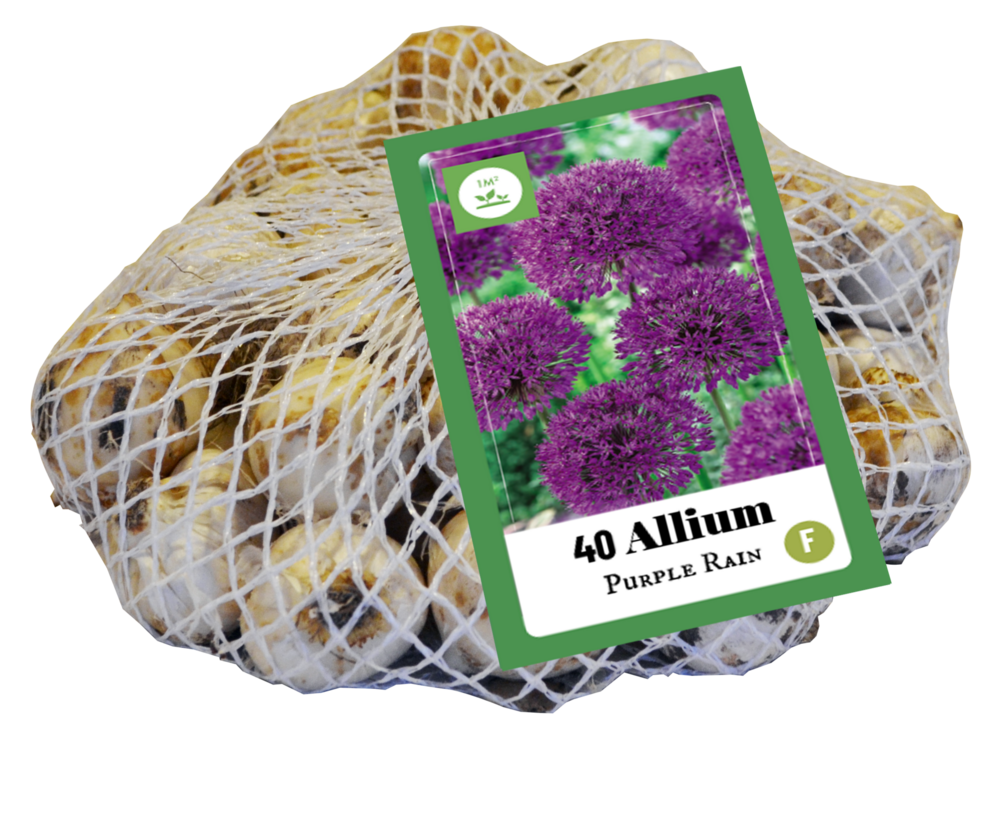 Allium bloembollen, Purple Rain (40 bollen)