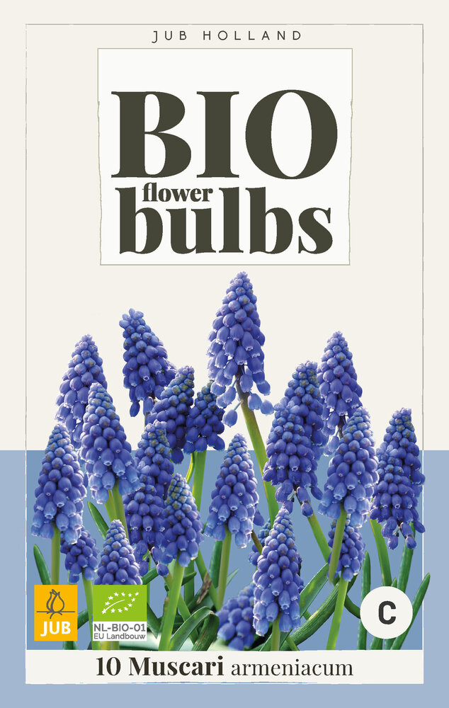 Druifjes bloembollen, BIO Muscari armeniacum