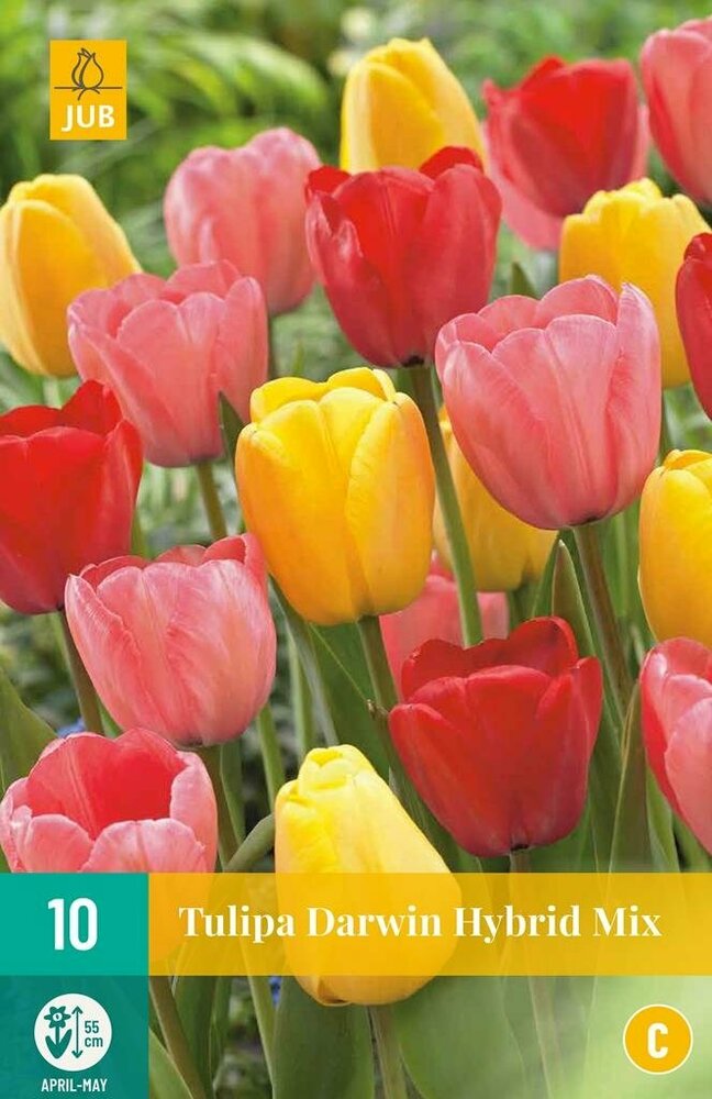 Tulp bloembollen, Darwin Hybrid Mix