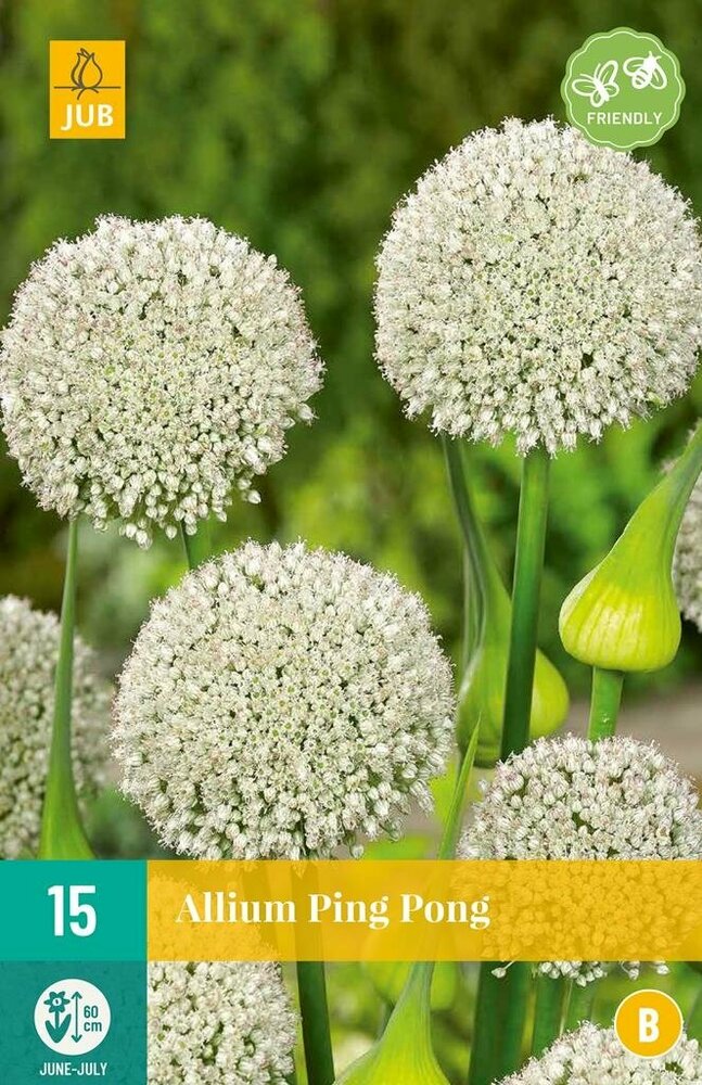 Allium bloembollen, Ping Pong