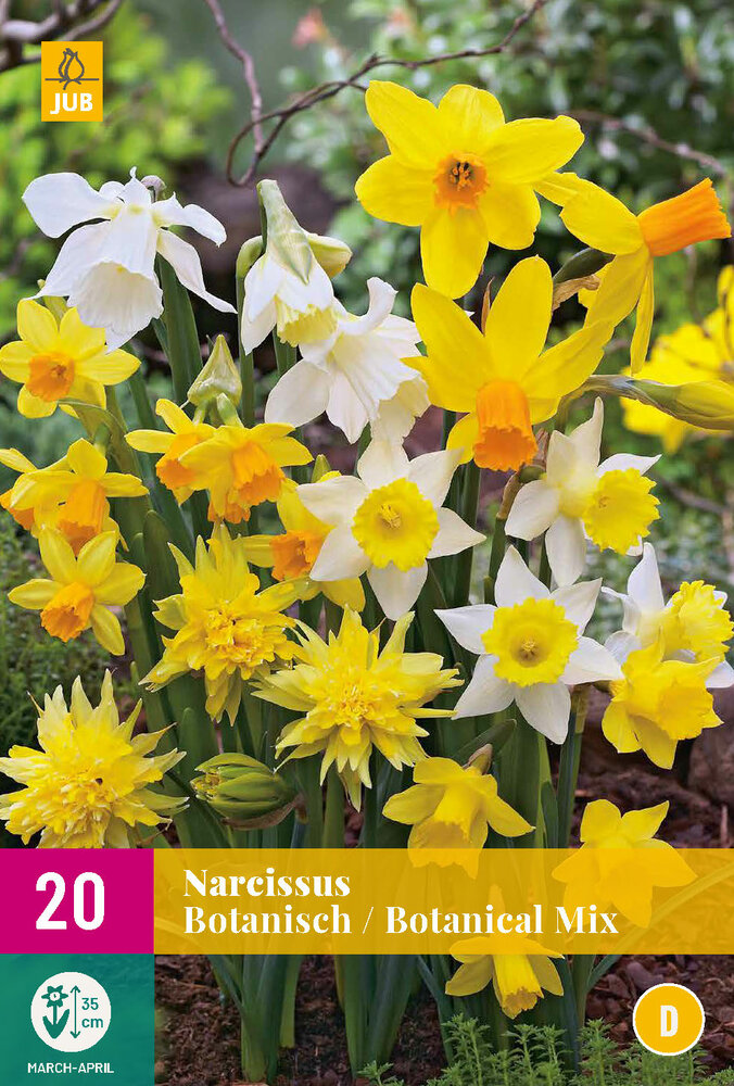 Narcis bloembollen, Botanische Mix (20 bollen)