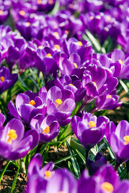 Krokus bloembollen, Flower Record