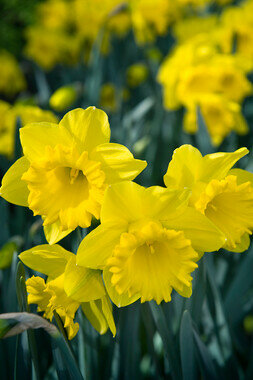 Narcis Bloembollen, Dutch Master