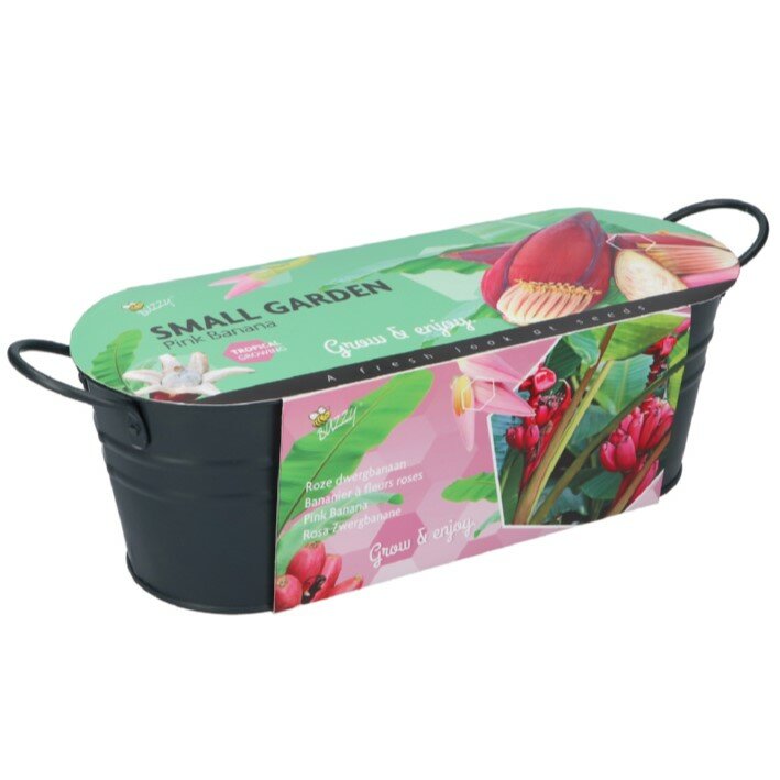 Zaaiset Banaan, Roze Dwergbanaan