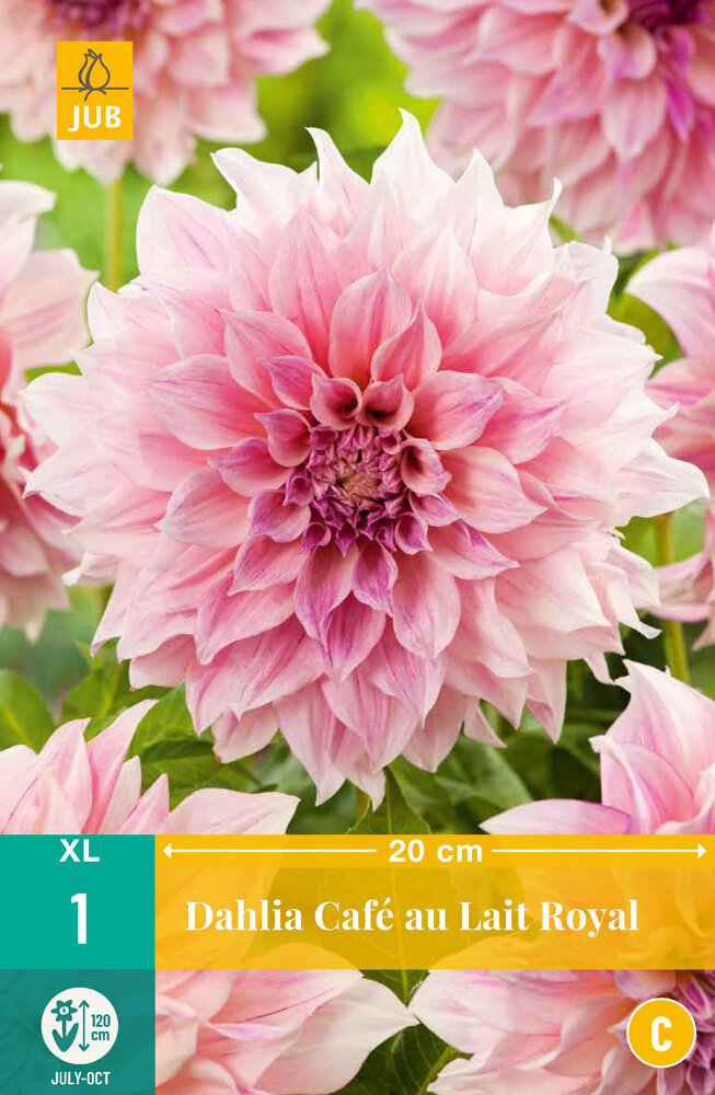 Dahlia knol, Café au Lait Royal