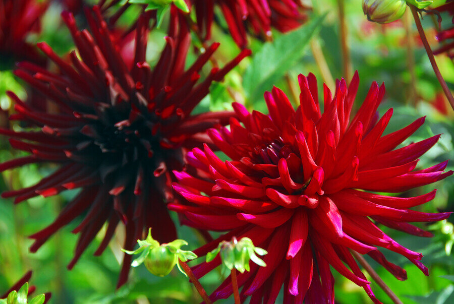 Dahlia knol, Acapulco Cactus (Rood)