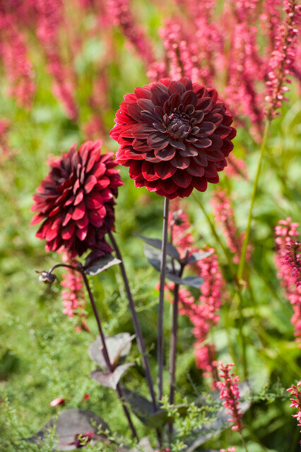 Dahlia knol, Arabian Night