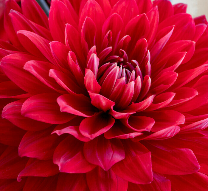 Dahlia knol, Garden Wonder