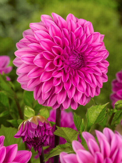 Dahlia knol, Lucky Number