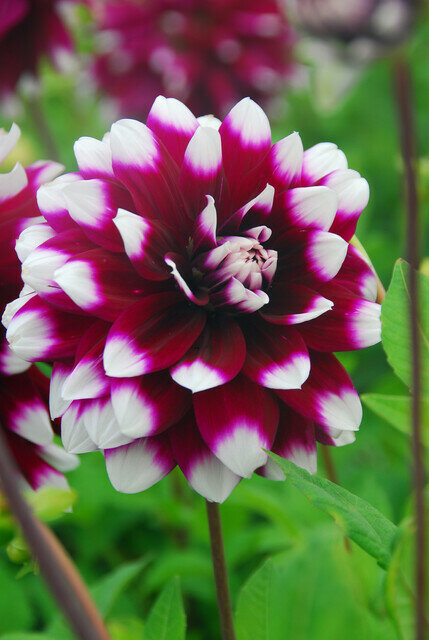Dahlia knol, Mystery Day