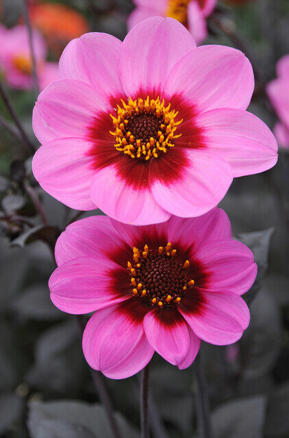 Dahlia knol, Happy Single Wink Rose