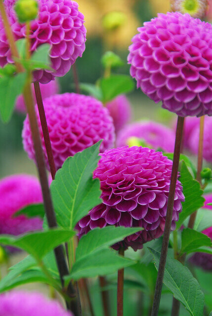 Dahlia knol, Franz Kafka (roze)