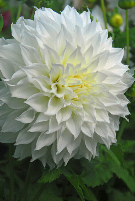 Dahlia knol, Fleurel