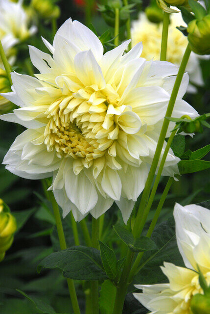Dahlia knol, Kiev XXL | BIO
