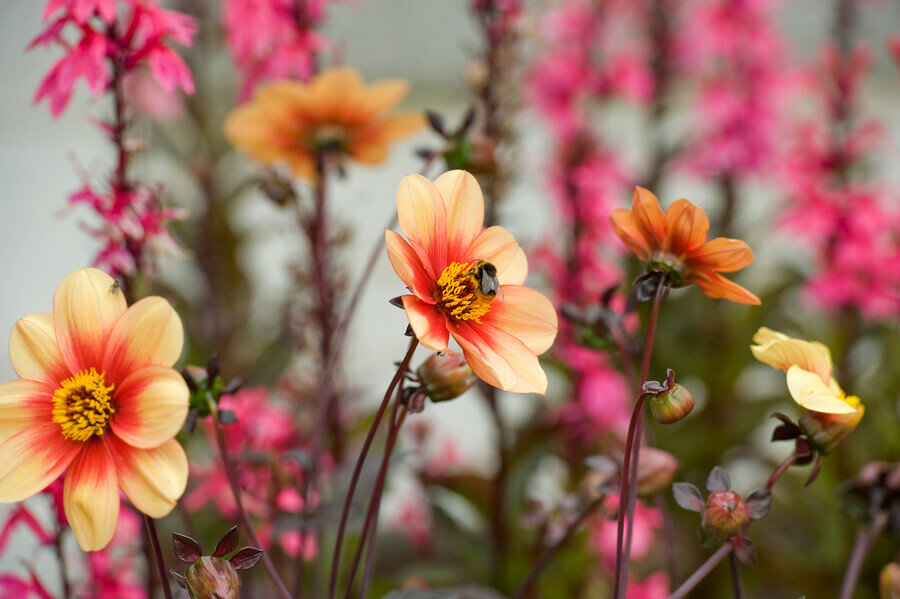 Dahlia knollen, Happy Single (grootverpakking)