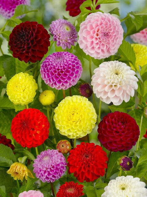 Dahlia knollen, Pompon Mix (grootverpakking)