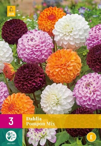 Dahlia knollen, Pompon Mix (grootverpakking)