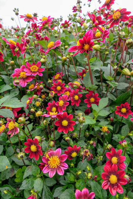 Dahlia knollen, Topmix (grootverpakking)