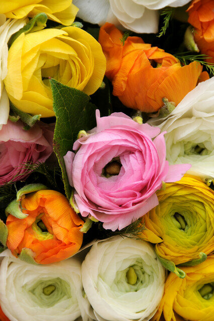 Ranonkel bloembollen, Ranunculus mix 