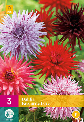 Dahlia knollen, Favourite Love (grootverpakking)