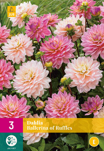 Dahlia knollen, Ballerina of Ruffles (grootverpakking)