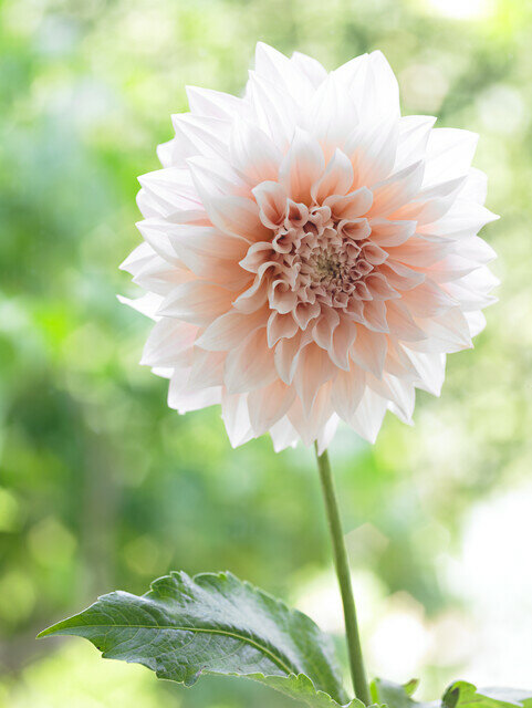 Dahlia knol, Café au Lait