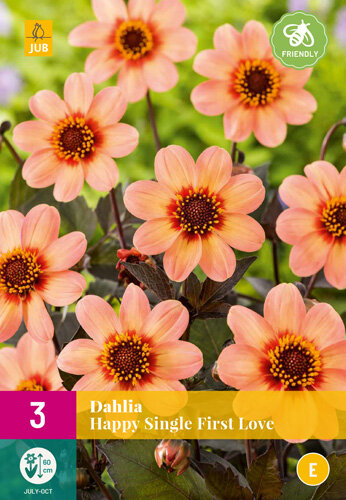 Dahlia knollen, HS First Love (3-pack)