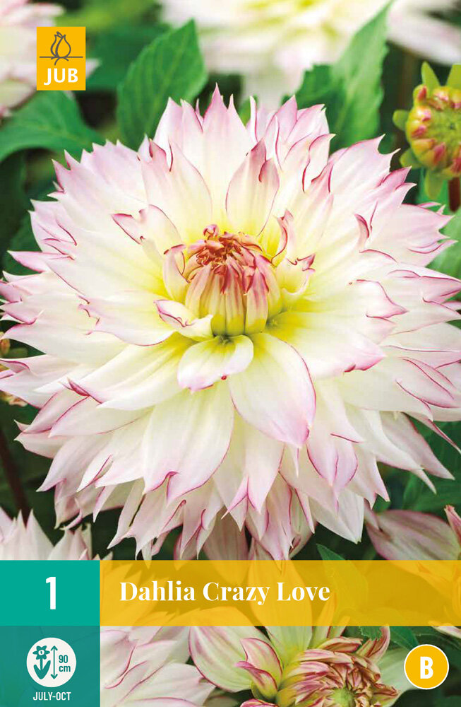 Dahlia knol, Crazy Love