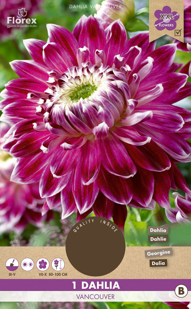 Dahlia knol, Vancouver